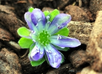 Single white and violet blue flowers